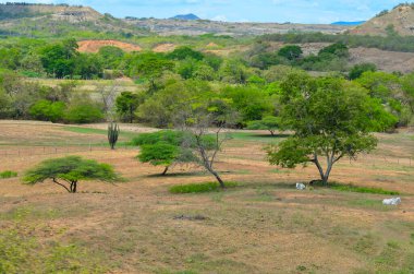 Kolombiya 'daki Tatacoa Çölü yakınlarındaki yarı kurak arazi, dağılmış ağaçlar, kaktüsler ve tepelerle çevrili kuru otlaklar.