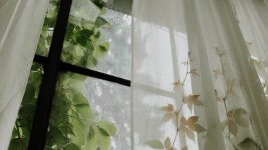 Yeşil ev pencerelerinden güneş ışığı alan yaz yağmuru. Yüksek kalite 4k görüntü