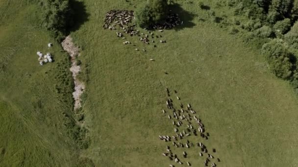 塔特拉山山上的羊的航拍图 高质量的4K镜头 — 图库视频影像