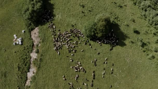 Luftaufnahme Von Schafen Auf Hügeln Der Tatra Hochwertiges Filmmaterial — Stockvideo