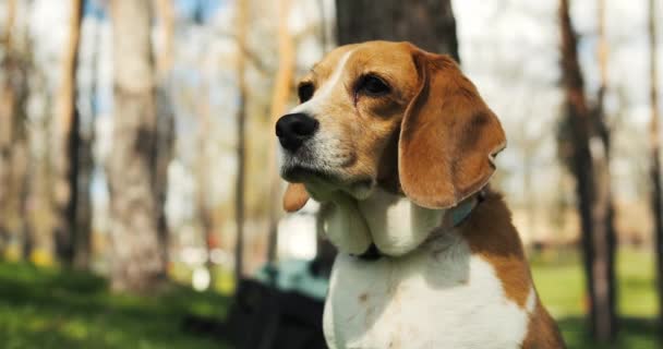 Porträtt Beagle Hund Kylning Parken Vuxen Beagle Promenad Vår Natur — Stockvideo