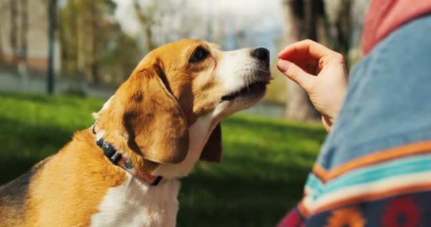 Jonge Vrouw Voedt Beagle Dog Het Park Eigenaar Traint Hond — Stockvideo