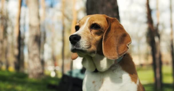 Porträtt Beagle Hund Kylning Parken Vuxen Beagle Promenad Vår Natur — Stockvideo