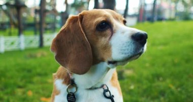 Parkta serinleyen bir av köpeğinin portresi. Yetişkin bir av köpeği bahar doğasında yürür. Yüksek kalite 4k görüntü
