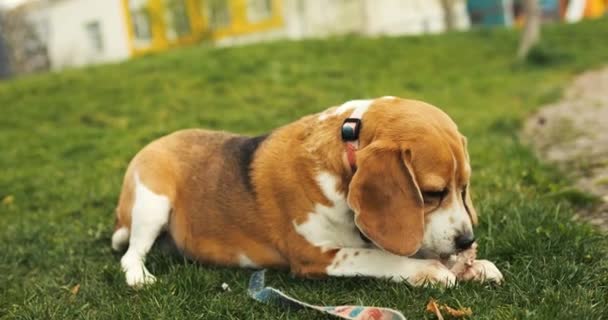 Glad Beagle Dog Äter Godbit Beagle Dog Promenad Vårparken Högkvalitativ — Stockvideo