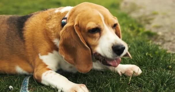 ハッピービーグルドッグはトリートメントを食べる スプリングパークで散歩中のビーグル犬 高品質の4K映像 — ストック動画