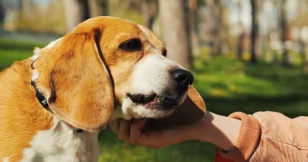 Молодая Женщина Кормит Собаку Парке Владелец Тренирует Собаку Снаружи Высококачественные — стоковое видео
