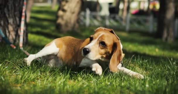 Portret Psa Gończego Schładzającego Się Parku Dorosły Beagle Chodzić Wiosennej — Wideo stockowe