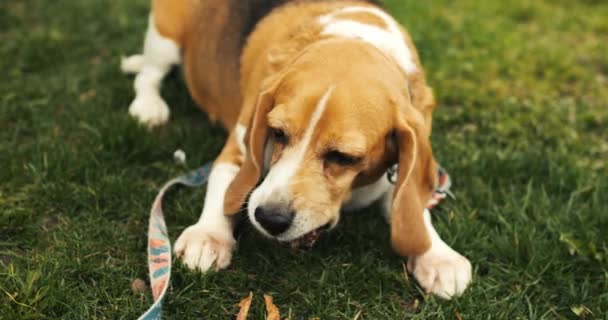 Glad Beagle Dog Äter Godbit Beagle Dog Promenad Vårparken Högkvalitativ — Stockvideo