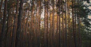 Gündoğumu aydınlığında boş bir orman. Güzel bahar ormanı doğası. Çam ağaçları. Yüksek kalite 4k görüntü