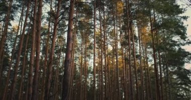 Gündoğumu aydınlığında boş bir orman. Güzel bahar ormanı doğası. Çam ağaçları. Yüksek kalite 4k görüntü