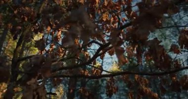 Gündoğumu aydınlığında boş bir orman. Güzel bahar ormanı doğası. Çam ağaçları. Yüksek kalite 4k görüntü