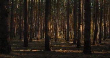 Gündoğumu aydınlığında boş bir orman. Güzel bahar ormanı doğası. Çam ağaçları. Yüksek kalite 4k görüntü