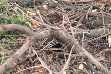 Yerdeki kuru ağaç dalları ve dalları yığını. Kuru ahşap ve kökler atık olur. Fırça.