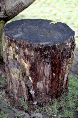 Uzun zaman önce kesilmiş bir ağaç parçası. Kurumuş siyah bir odun parçası gösteriyor.