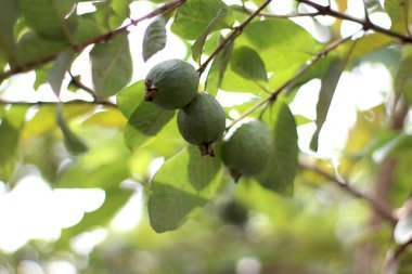 Guava bir ağaç dalında asılı. Guava asılıyor. Guava yaklaş. Sağlıklı gıda konsepti. 