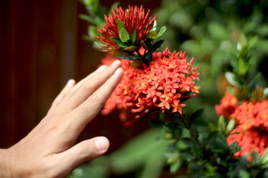 hand holding a beautiful red plant called chinese ixora clipart