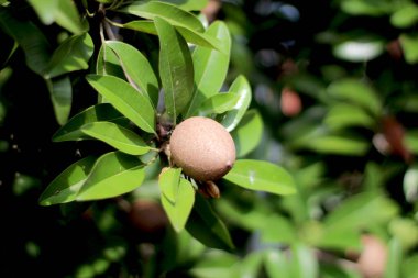 Sapodilla meyvesi ağaç dalında