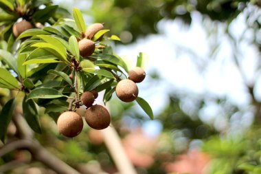 Sapodilla meyvesi ağaç dalında