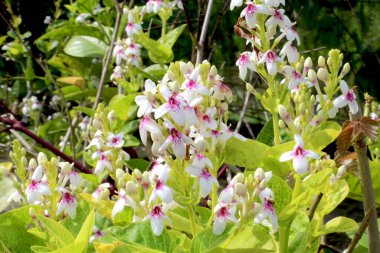 Japanese jasmine flowers or with the scientific name Pseuderanthemum reticulatum, are ornamental plants or potted plants. These flowers are small white and have purple spots at the base of the petals clipart