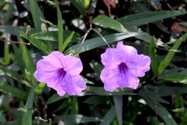 Ruellia Simplex 'in güzel mor çiçekleri, yakın plan. Meksika petunyası, Meksika çanı, Britton 'un vahşi petunyası. Çiçek açan bir bitki.