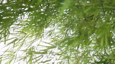 Sabahları rüzgarla savrulan bambu yaprakları huzurlu bir atmosfer yaratır..