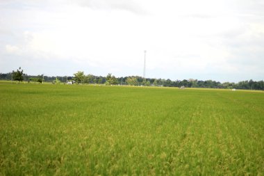 Kırsal bölgelerdeki pirinç tarlalarının manzarası. Gözlere huzur ve huzur verir..