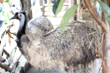 Parkta ayakta duran bir Emu Kuşu (Dromaius novaehollandiae). Avustralya 'nın en büyük yerli kuşu ve dünyanın en büyük ikinci uçamayan kuşu.