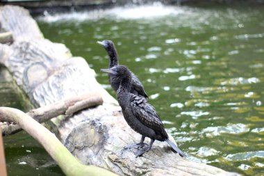 Parkta iki Socotra karabatağı (Phalacrocorax nigrogularis)..