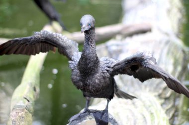 Parktaki Socotra karabatağı (Phalacrocorax nigrogularis).