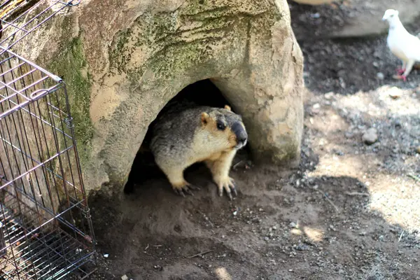 Bobak Marmot (Marmota Bobak) parkta. Bu dağ sıçanları yılın yarısını kış uykusunda geçirirler..