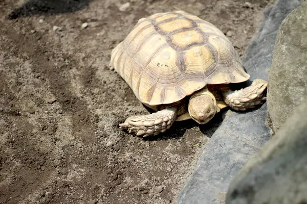Sulcata kaplumbağası (Centrochelys sulcata) parkta. Sulcata kaplumbağaları dünyadaki en büyük kara kaplumbağası türüdür ve dünyanın en büyük üçüncü türüdür.