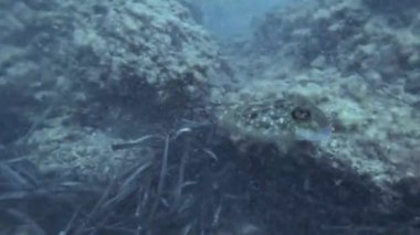 Video İbiza 'da 5 metre derinlikte kaydedildi. Uzay gemisiyle yakın temasta bulundu. Sepya şekline büründü.