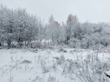 Kış, park manzarası, göldeki ağaçlar 