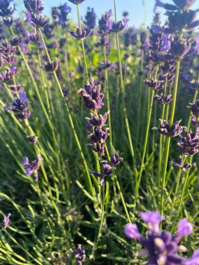 Lavanta çiçekleri, lavanta cenneti 