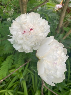 Çeşitli renklerde güzel çiçekler. 