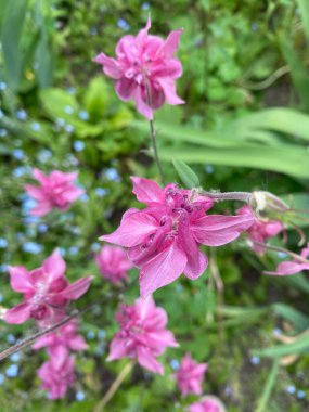 Çeşitli renklerde güzel çiçekler. 