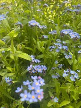 Çeşitli renklerde güzel çiçekler. 