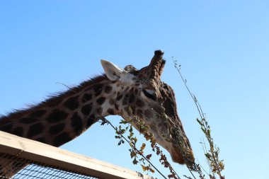 Hayvanat bahçesindeki zürafa  