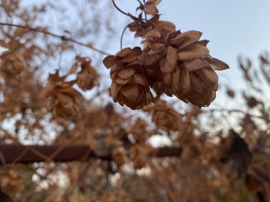 Kışın kuru zıpla