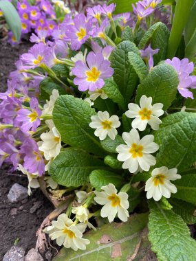 çok renkli dekoratif çiçekler