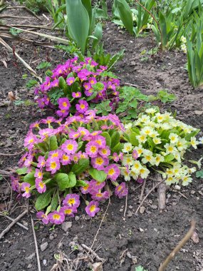 çok renkli dekoratif çiçekler