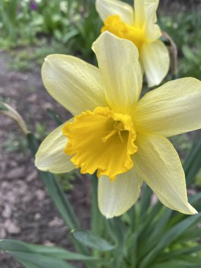 Yeşil arka planda sarı çiçekler