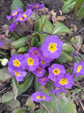 çok renkli dekoratif çiçekler