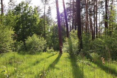 Ormanın, ağaçların fotoğrafları.