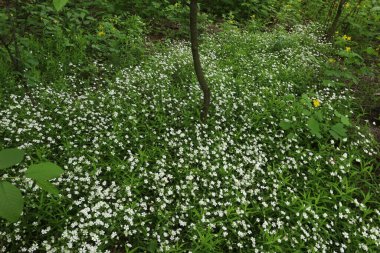 Ormanın, ağaçların fotoğrafları.