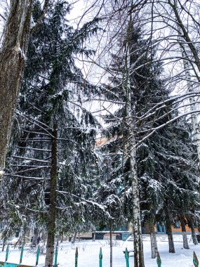 Kış, kardaki Noel ağaçları 