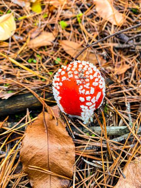 Orman mantarları, güzel mantarlar 