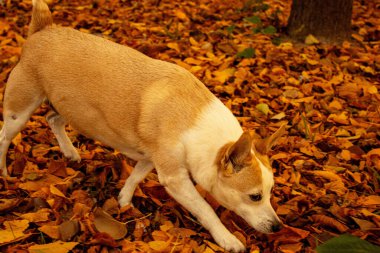 Ormandaki köpek. Jack-Russel Terrier parkta. Ormanda sonbahar yaprakları.