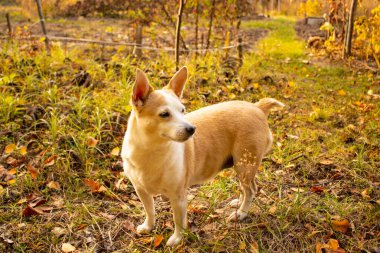 köpek doğurmak Galce corgi pembroke